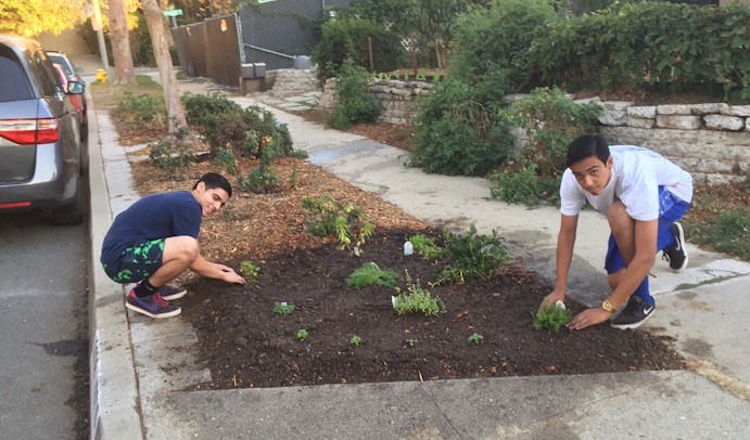 Planting Herbs