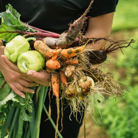 Fresh vegetables